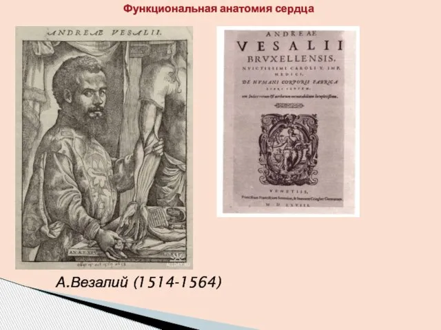 А.Везалий (1514-1564) Функциональная анатомия сердца