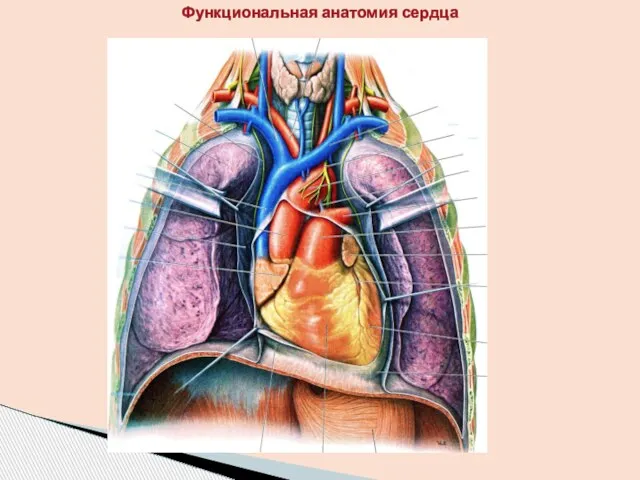 Функциональная анатомия сердца