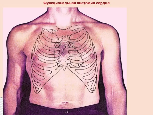 Функциональная анатомия сердца