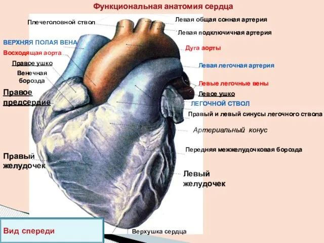 Функциональная анатомия сердца Левая общая сонная артерия Левая подключичная артерия Дуга аорты