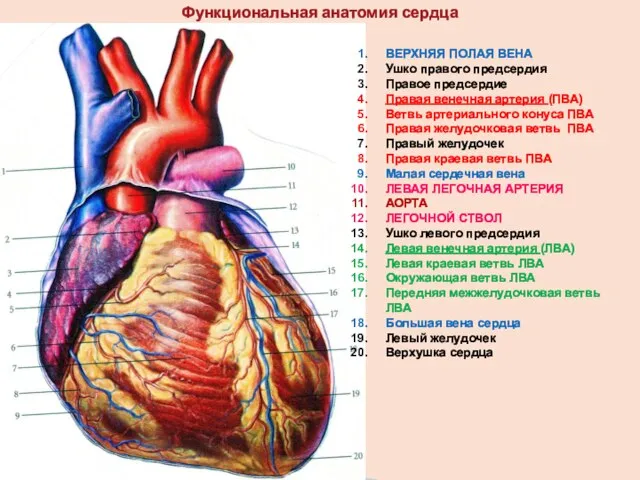 Функциональная анатомия сердца ВЕРХНЯЯ ПОЛАЯ ВЕНА Ушко правого предсердия Правое предсердие Правая