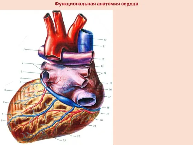 Функциональная анатомия сердца