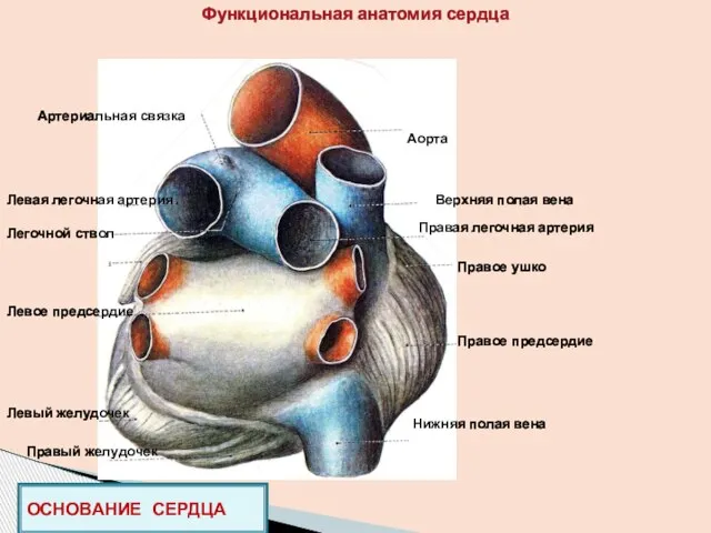 Функциональная анатомия сердца ОСНОВАНИЕ СЕРДЦА Аорта Легочной ствол Верхняя полая вена Правая