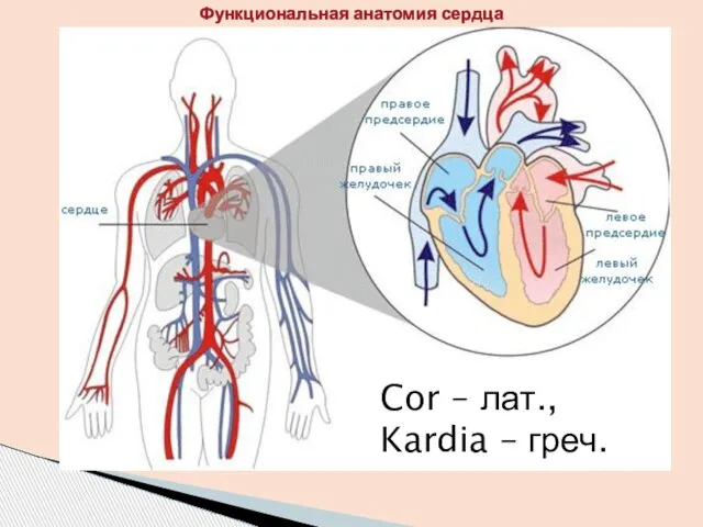 Cor – лат., Kardia – греч. Функциональная анатомия сердца