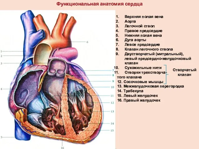 Функциональная анатомия сердца Верхняя полая вена Аорта Легочной ствол Правое предсердие Нижняя