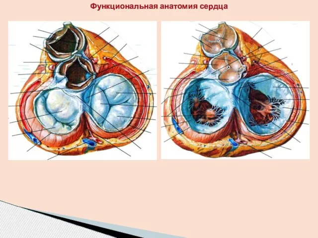 Функциональная анатомия сердца