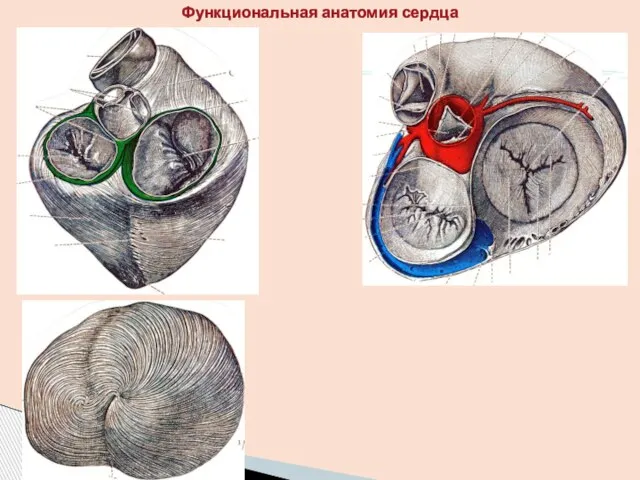 Функциональная анатомия сердца