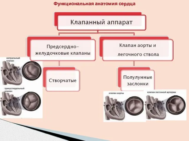 Функциональная анатомия сердца