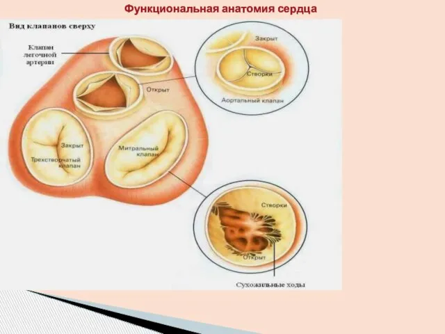 Функциональная анатомия сердца