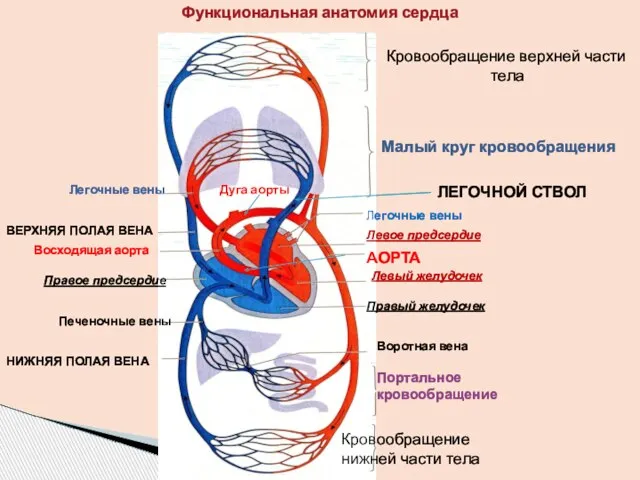 Функциональная анатомия сердца Малый круг кровообращения Легочные вены ВЕРХНЯЯ ПОЛАЯ ВЕНА Восходящая