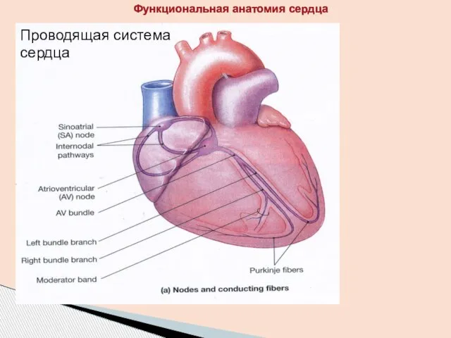 Проводящая система сердца Функциональная анатомия сердца