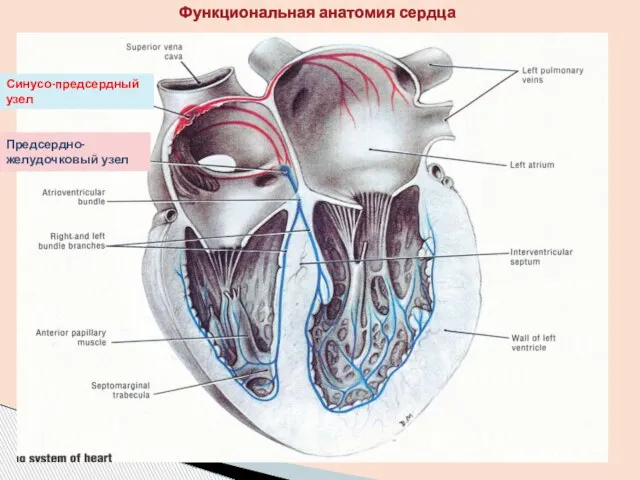 Функциональная анатомия сердца Синусо-предсердный узел Предсердно-желудочковый узел