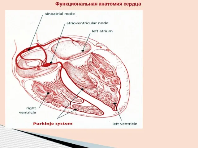 Функциональная анатомия сердца