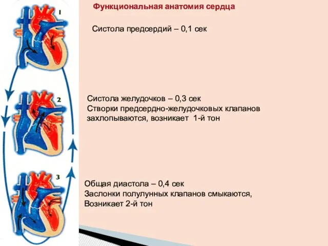 Функциональная анатомия сердца Систола предсердий – 0,1 сек Систола желудочков – 0,3