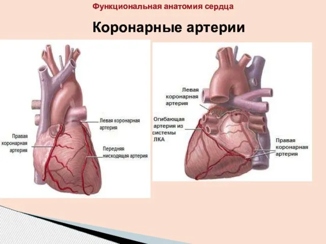 Коронарные артерии Функциональная анатомия сердца