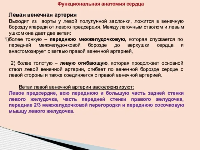 Левая венечная артерия Выходит из аорты у левой полулунной заслонки, ложится в