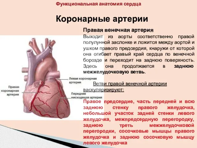 Коронарные артерии Правая венечная артерия Выходит из аорты соответственно правой полулунной заслонке