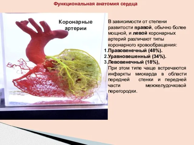 Коронарные артерии В зависимости от степени развитости правой, обычно более мощной, и