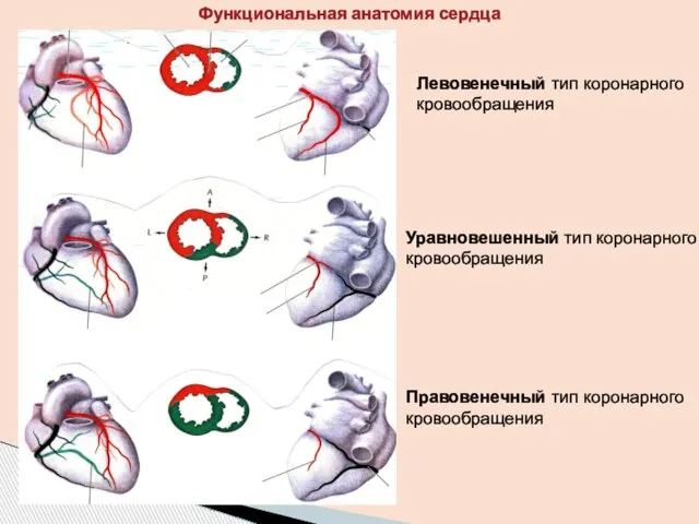 Функциональная анатомия сердца Левовенечный тип коронарного кровообращения Уравновешенный тип коронарного кровообращения Правовенечный тип коронарного кровообращения