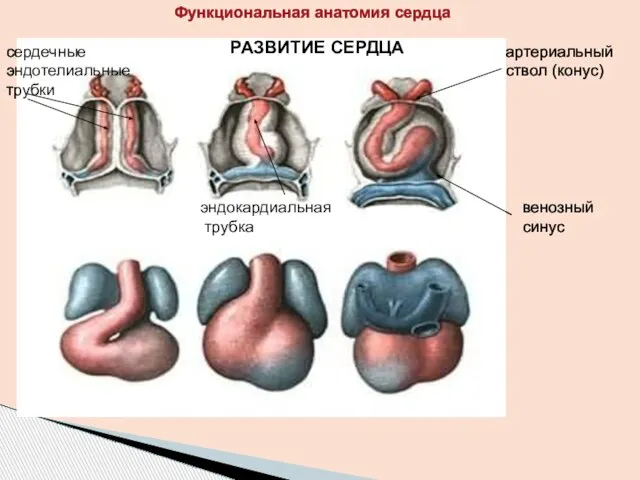 сердечные эндотелиальные трубки РАЗВИТИЕ СЕРДЦА эндокардиальная трубка венозный синус артериальный ствол (конус) Функциональная анатомия сердца