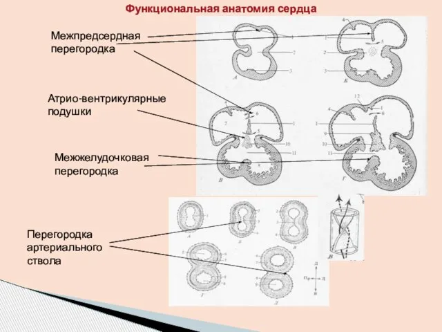 Межпредсердная перегородка Атрио-вентрикулярные подушки Межжелудочковая перегородка Перегородка артериального ствола Функциональная анатомия сердца