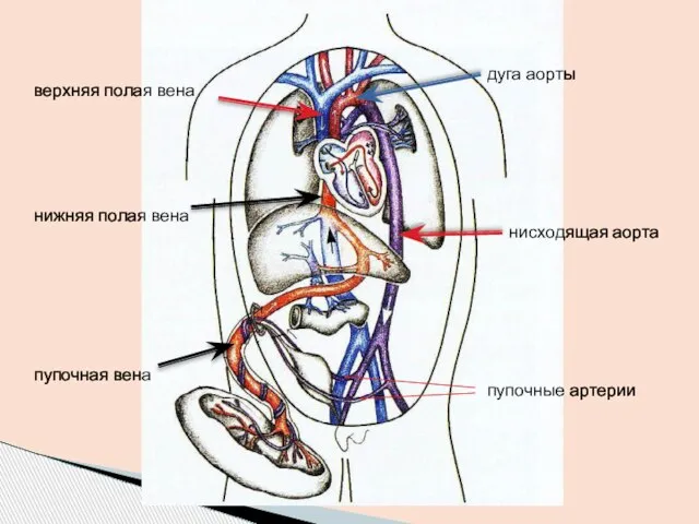 пупочная вена нижняя полая вена верхняя полая вена дуга аорты нисходящая аорта пупочные артерии