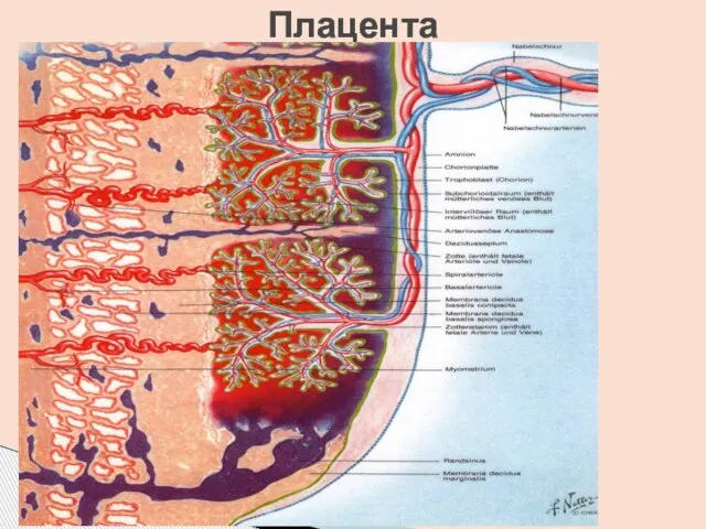 Плацента