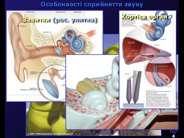 М.Кононов © 2009 E-mail: mvk@univ.kiev.ua Особливості сприйняття звуку Завитки (рос. улитка) Кортієв орган