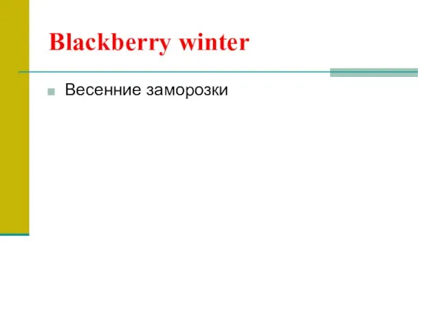 Blackberry winter Весенние заморозки