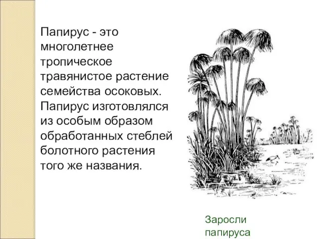 Заросли папируса Папирус - это многолетнее тропическое травянистое растение семейства осоковых. Папирус