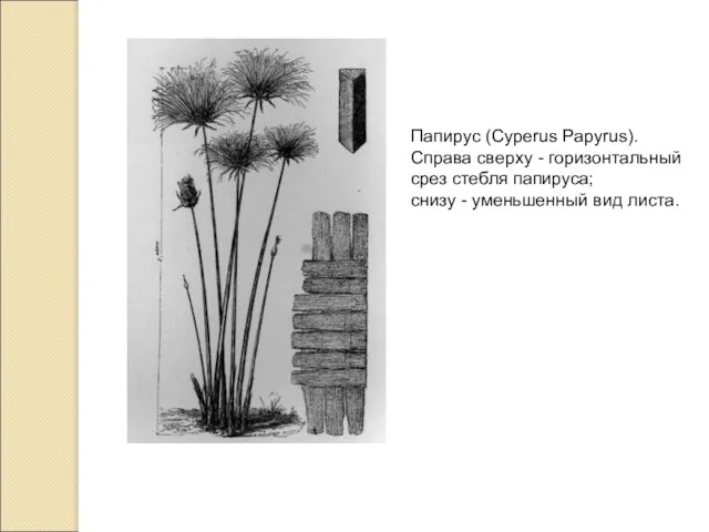 Папирус (Cyperus Papyrus). Справа сверху - горизонтальный срез стебля папируса; снизу - уменьшенный вид листа.