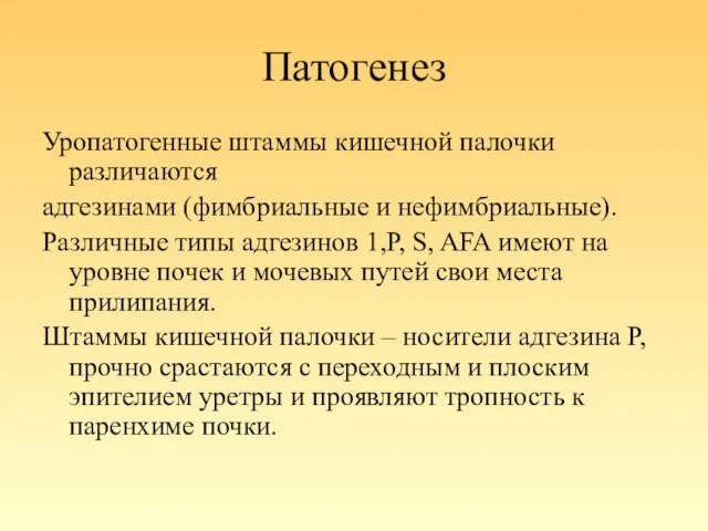 Патогенез Уропатогенные штаммы кишечной палочки различаются адгезинами (фимбриальные и нефимбриальные). Различные типы