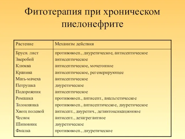 Фитотерапия при хроническом пиелонефрите