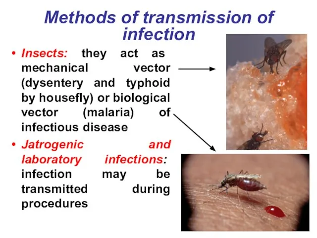 Methods of transmission of infection Insects: they act as mechanical vector (dysentery