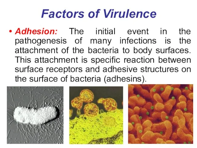 Factors of Virulence Adhesion: The initial event in the pathogenesis of many