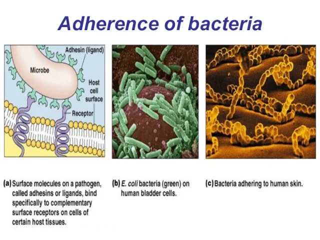 Adherence of bacteria