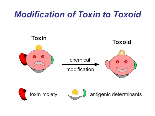 Modification of Toxin to Toxoid Toxin
