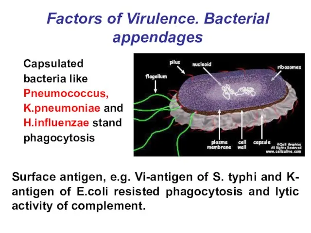 Factors of Virulence. Bacterial appendages Capsulated bacteria like Pneumococcus, K.pneumoniae and H.influenzae