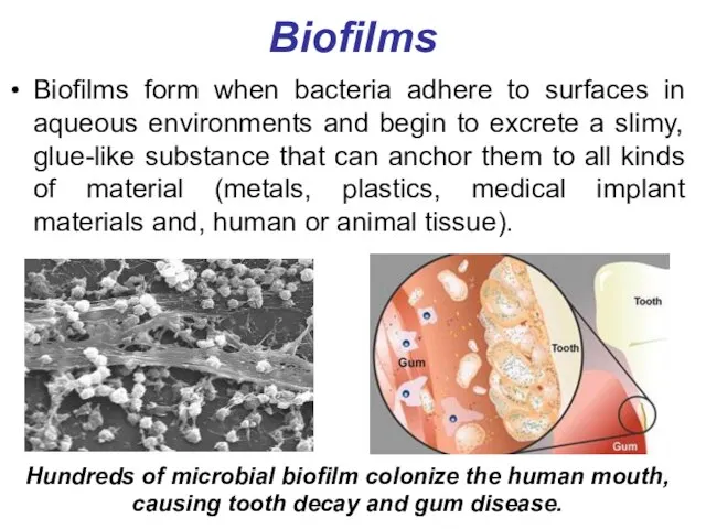 Biofilms Biofilms form when bacteria adhere to surfaces in aqueous environments and