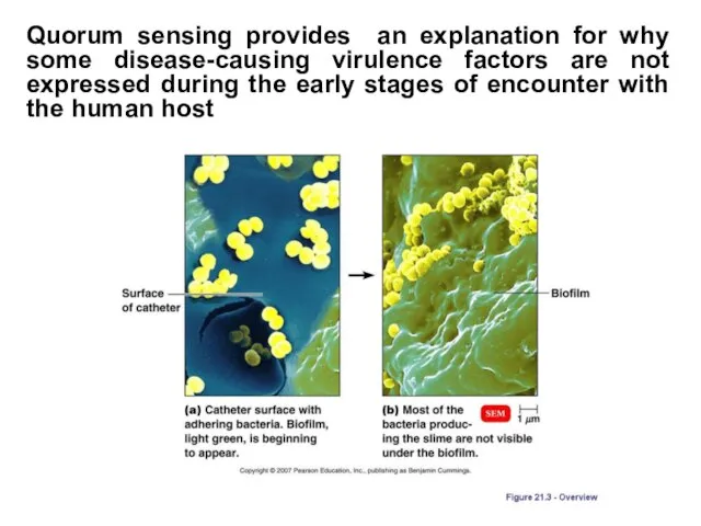 Quorum sensing provides an explanation for why some disease-causing virulence factors are