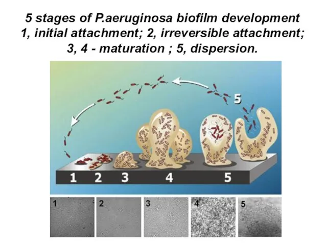 5 stages of P.aeruginosa biofilm development 1, initial attachment; 2, irreversible attachment;