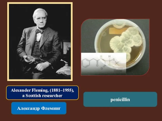 Alexander Fleming, (1881–1955), a Scottish researcher Александр Флеминг penicillin