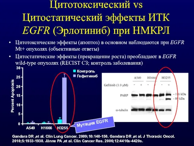 Цитотоксический vs Цитостатический эффекты ИТК EGFR (Эрлотиниб) при НМКРЛ Цитотоксические эффекты (апоптоз)