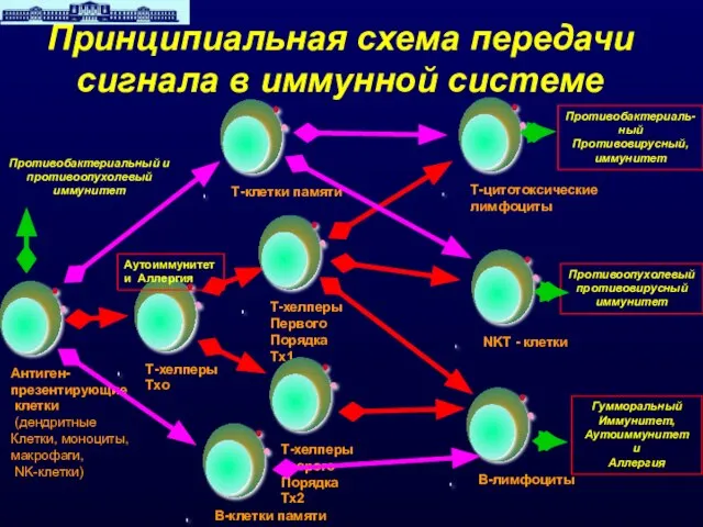 Противобактериаль- ный Противовирусный, иммунитет Противоопухолевый противовирусный иммунитет Гумморальный Иммунитет, Аутоиммунитет и Аллергия