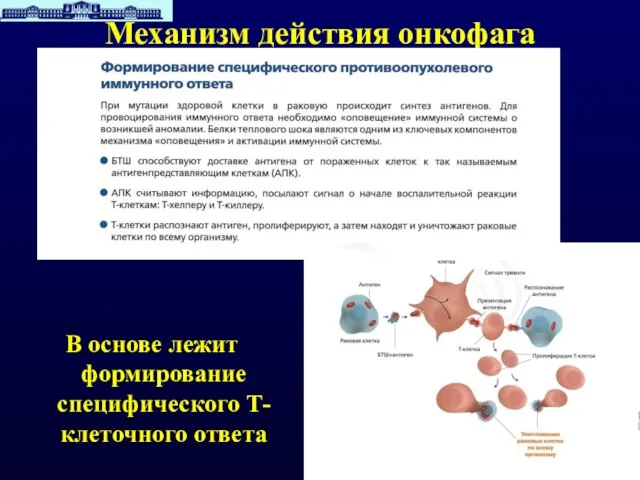 Механизм действия онкофага В основе лежит формирование специфического Т-клеточного ответа