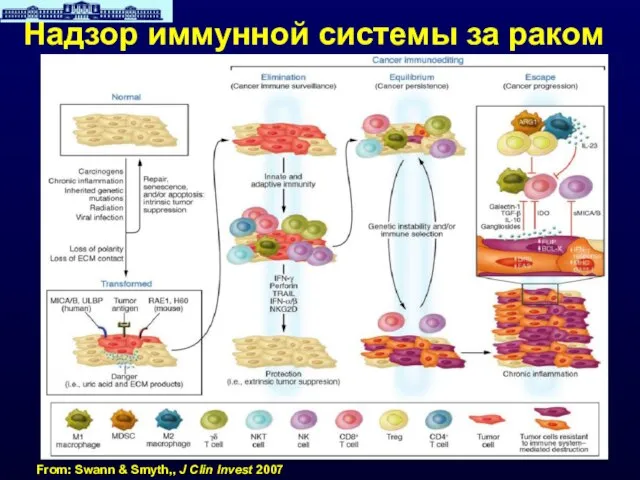 Надзор иммунной системы за раком From: Swann & Smyth,, J Clin Invest 2007