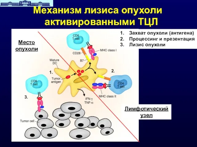 2. 1. 3. Захват опухоли (антигена) Процессинг и презентация Лизис опухоли Лимфотический