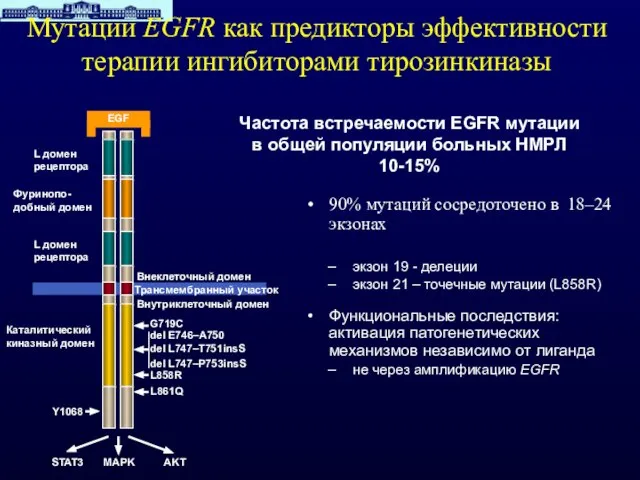 90% мутаций сосредоточено в 18–24 экзонах экзон 19 - делеции экзон 21