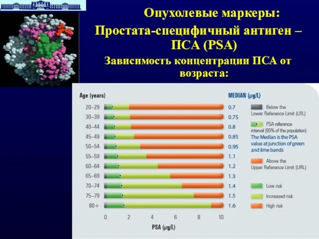 Опухолевые маркеры: Простата-специфичный антиген – ПСА (PSA) Зависимость концентрации ПСА от возраста: