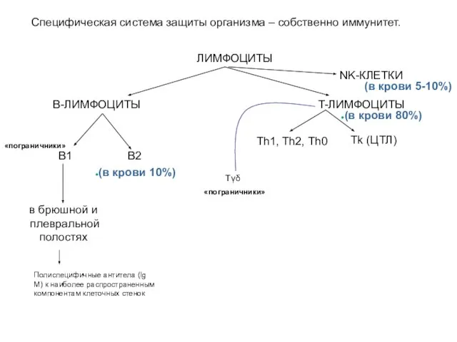 Специфическая система защиты организма – собственно иммунитет. ЛИМФОЦИТЫ B-ЛИМФОЦИТЫ T-ЛИМФОЦИТЫ NK-КЛЕТКИ B1